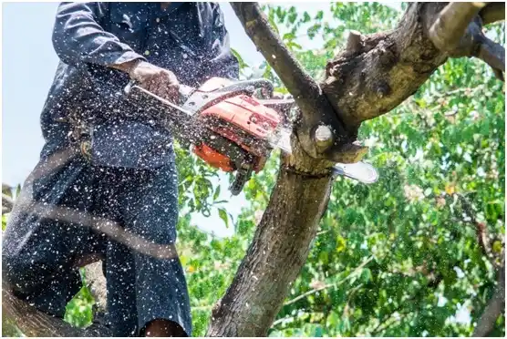 tree services Montesano
